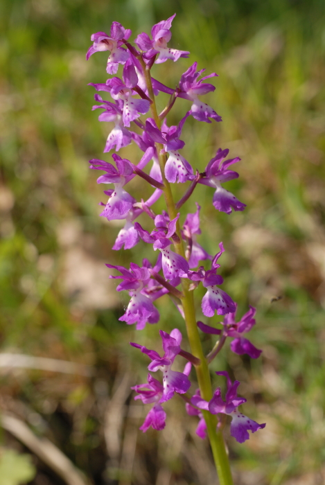 Orchis x Penzigiana Camus